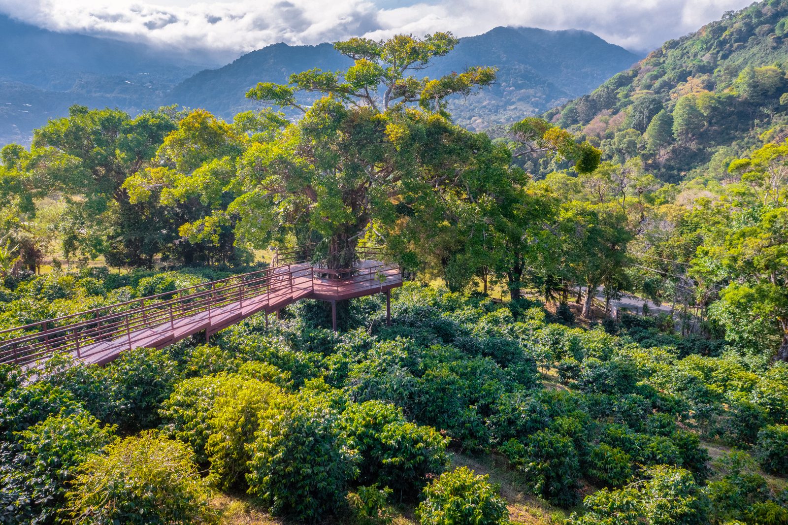 A raised walkway through the coffee plantation and gardens at Los Establos